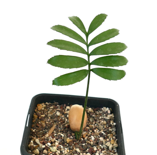 Encephalartos barteri young rare cycad seedling with green pinnate leaves in pot