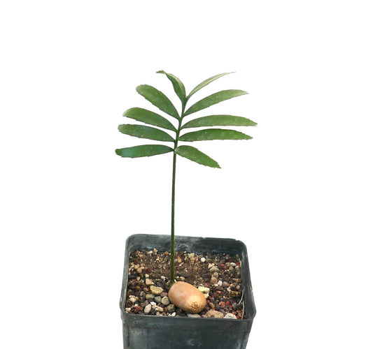 Encephalartos barteri young rare cycad seedling with green pinnate leaves in black pot