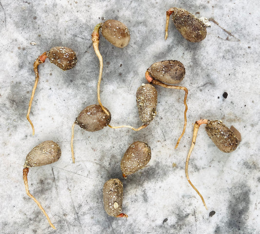 Encephalartos laurentianus seeds with emerging roots on a textured surface