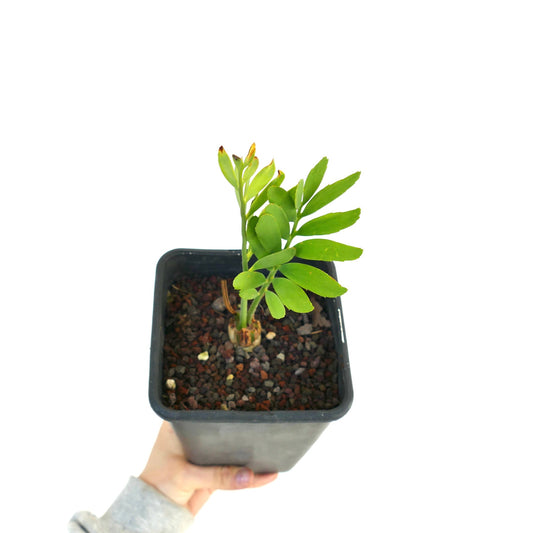 Encephalartos middelburgensis young rare cycad plant in black nursery pot held by hand