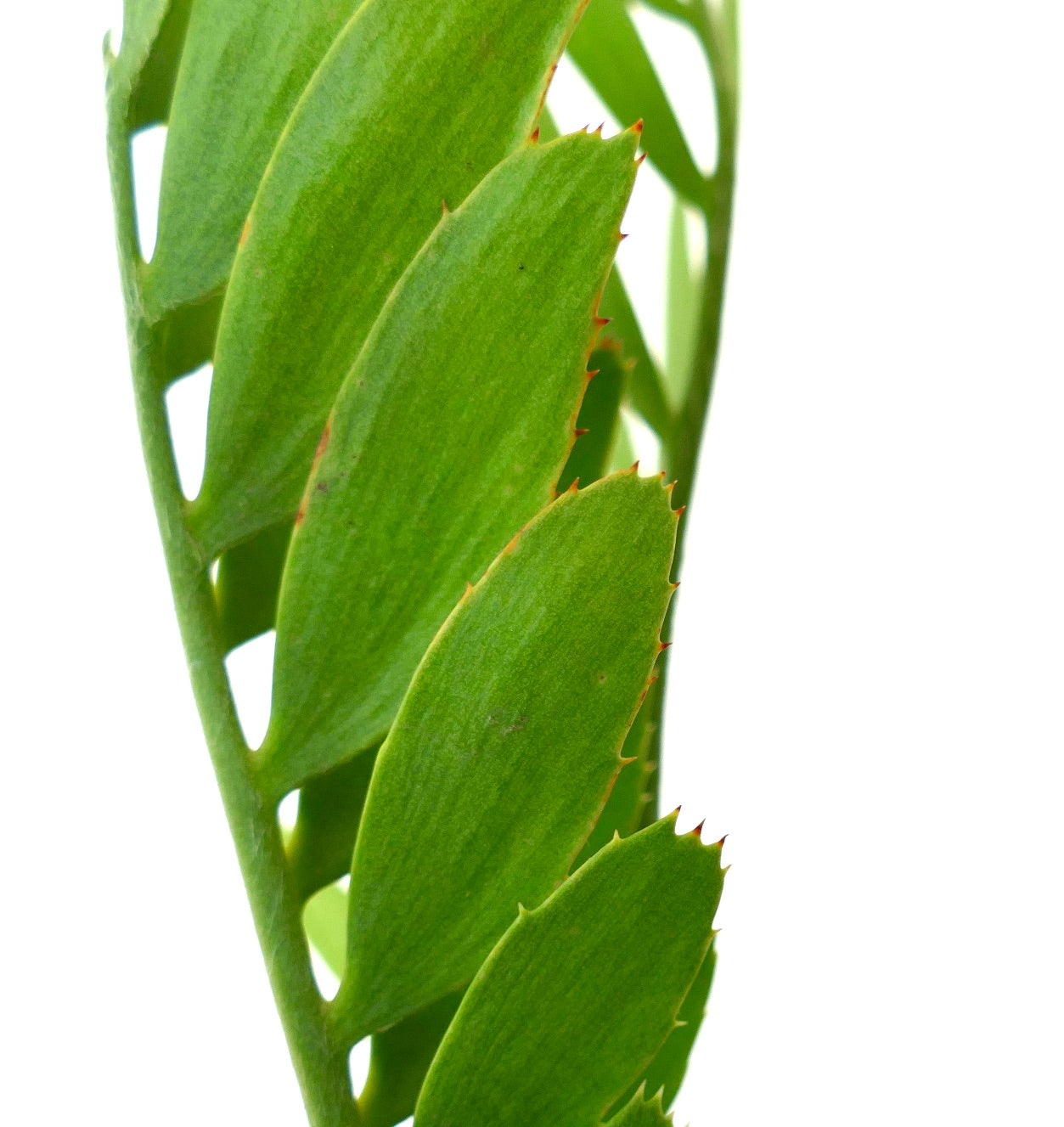 Encephalartos middelburgensis SELECTED
