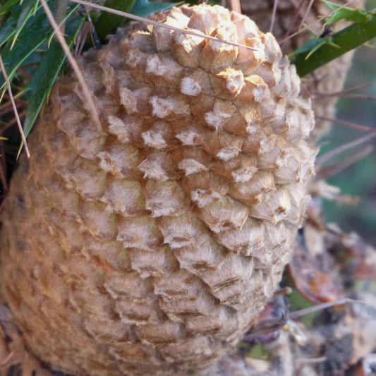 Encephalartos aemulans rare cone with textured, fuzzy brown scales and sharp spines
