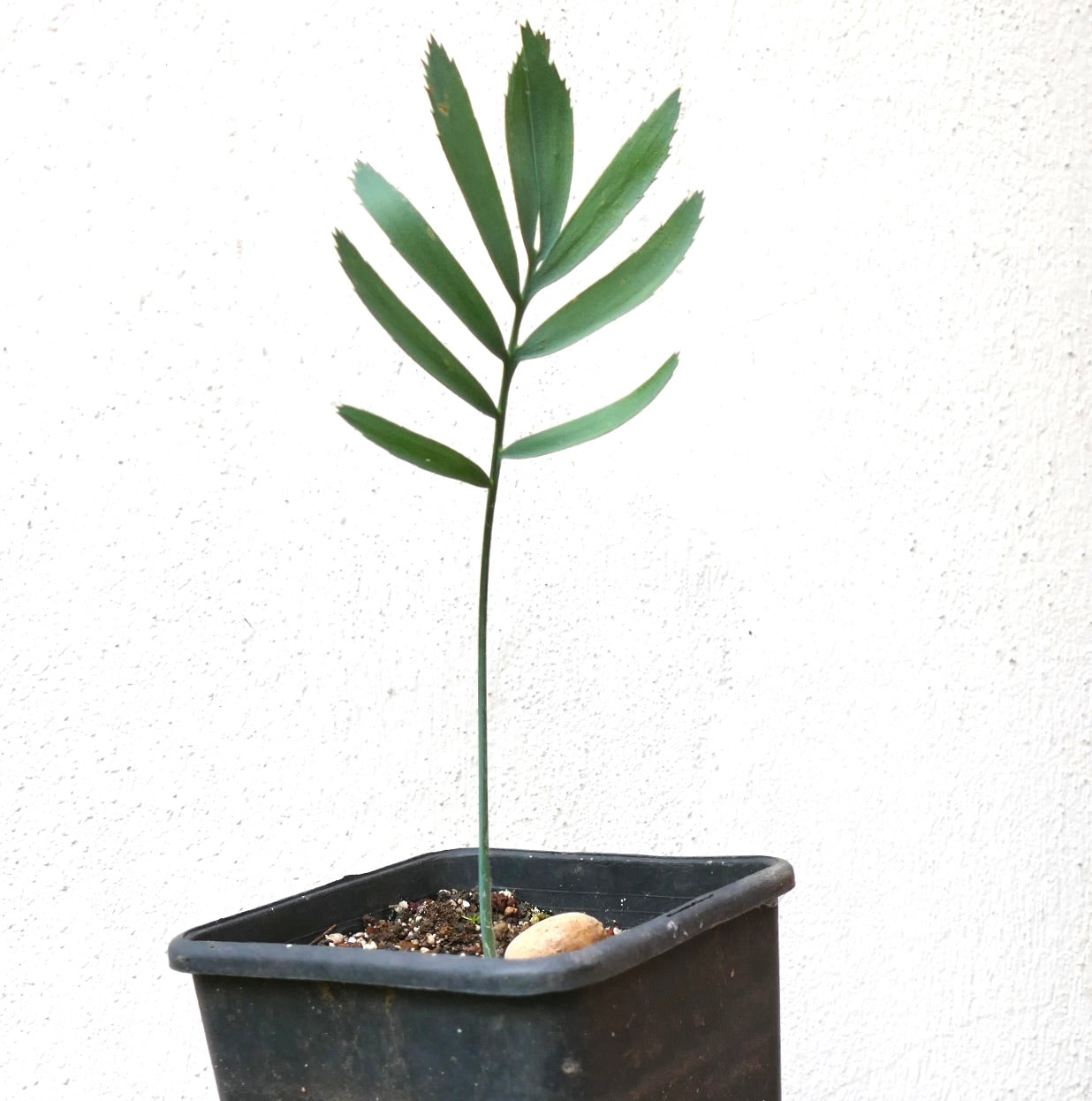 Encephalartos aemulans young rare cycad with slender stem and green pinnate leaves in pot