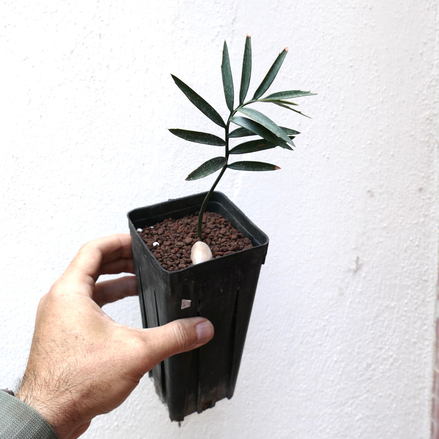 Encephalartos altensteinii young rare cycad with slender green leaflets in black pot