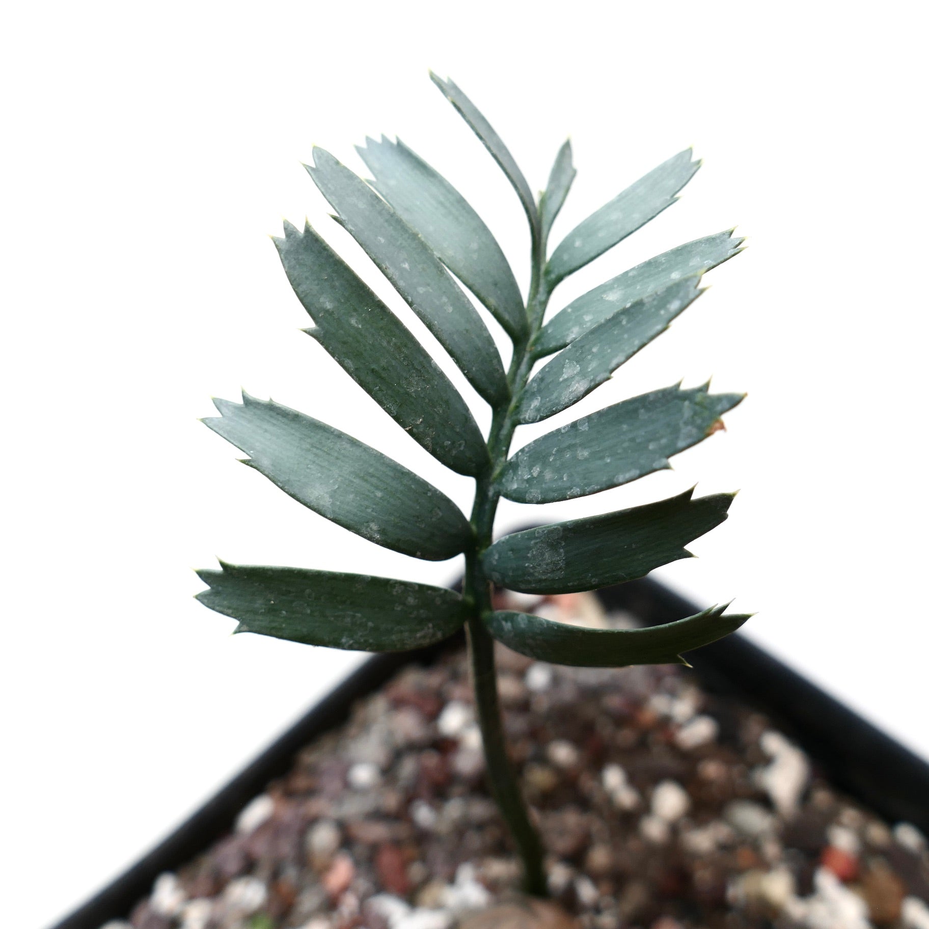 エンセファラルトス・アレナリウス | Botanical Archive | 希少