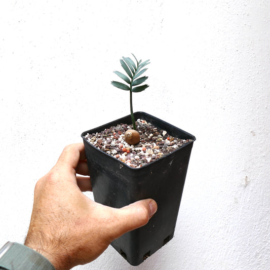 Encephalartos arenarius small young cycad seedling with thick stem and green leaflets in pot