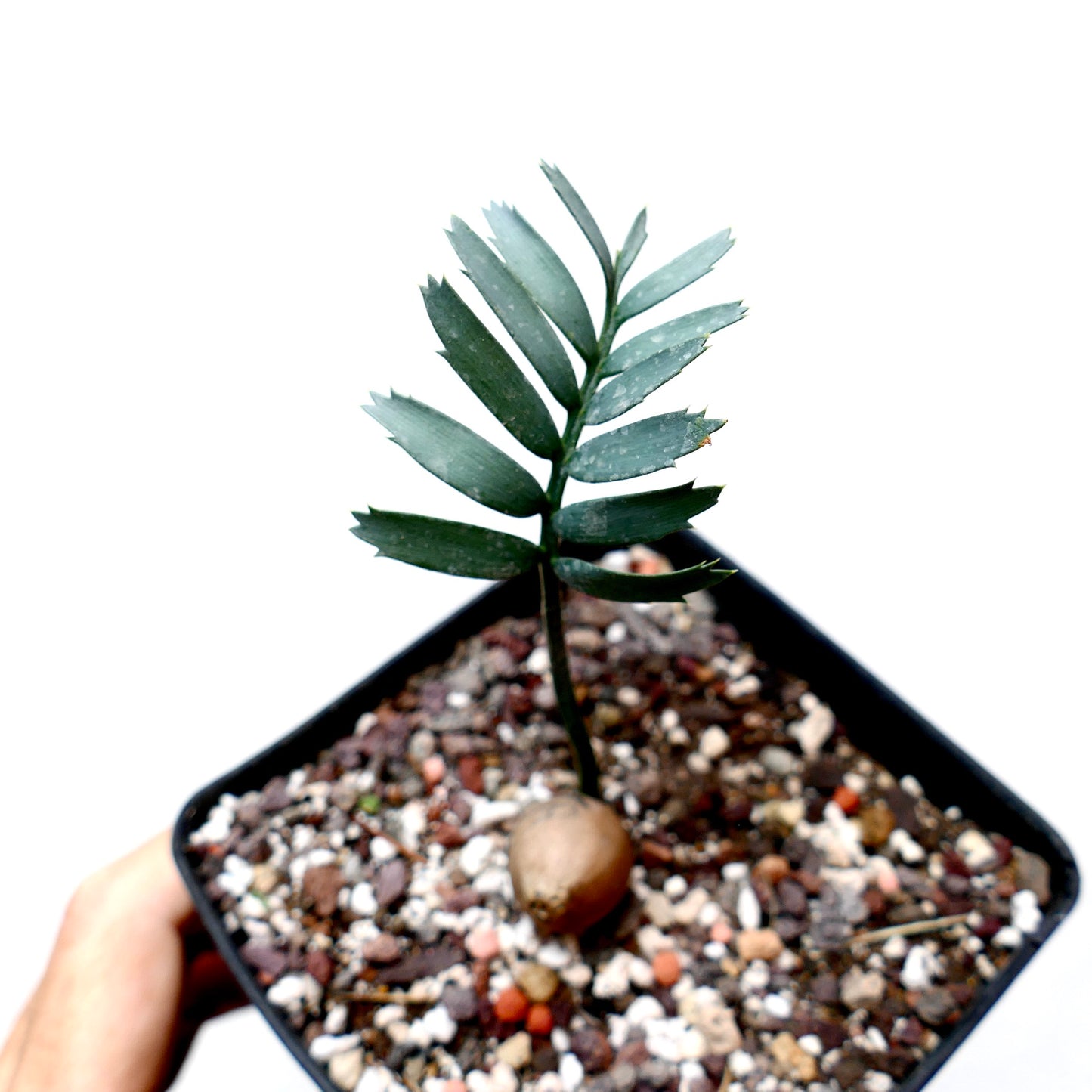Encephalartos arenarius small rare cycad with blue-green leaflets and thick seed base