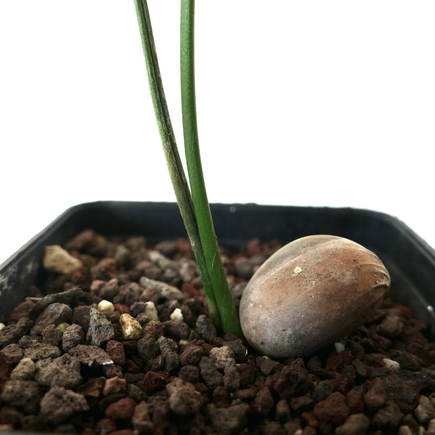 Encephalartos arenarius TWO LEAVES