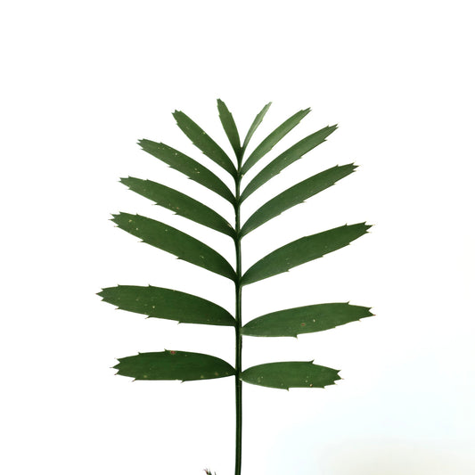 Encephalartos arenarius TWO LEAVES