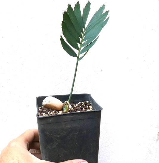 Encephalartos arenarius young rare cycad with elongated green leaflets in black pot