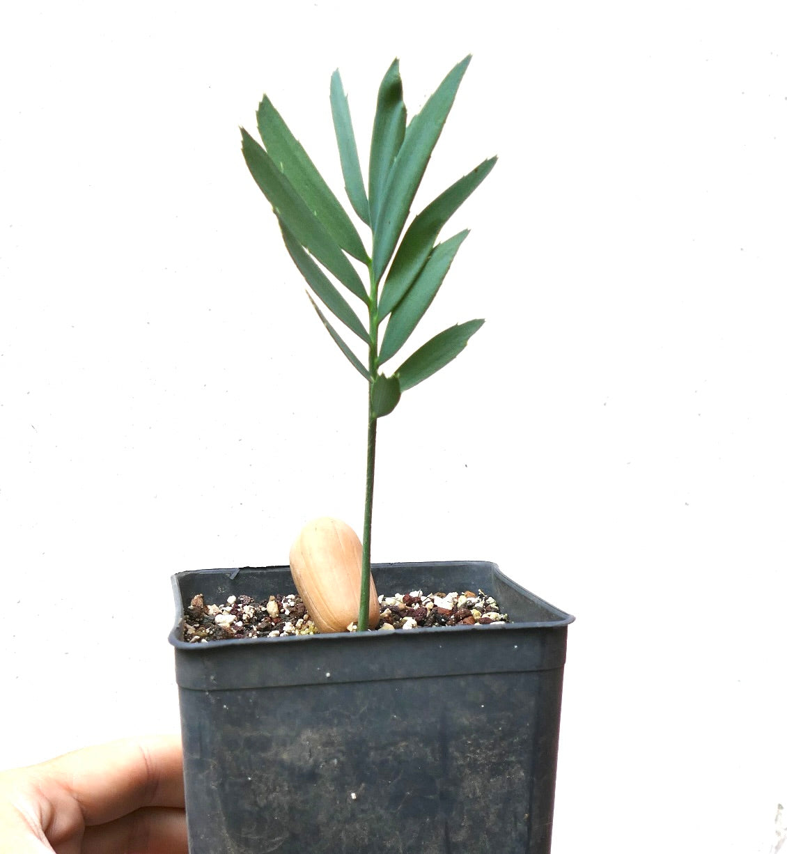 Encephalartos arenarius young rare cycad with slender green leaflets in black pot