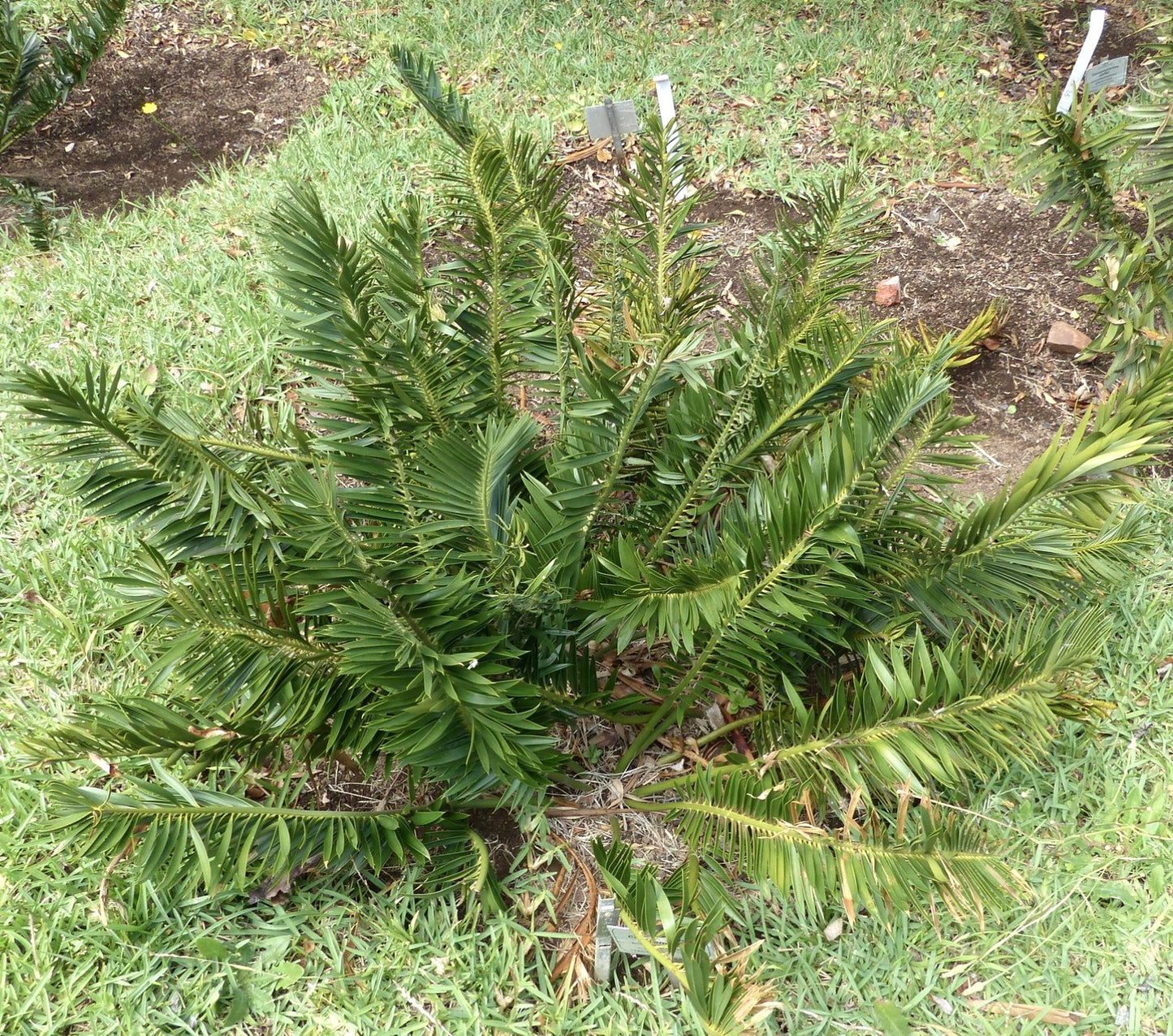 Encephalartos caffer lush green cycad with stiff, pinnate leaves and spiny leaflets growing in soil