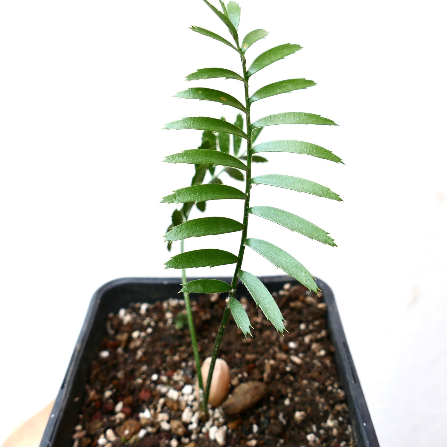 Encephalartos caffer young seedling with slender green leaflets and serrated edges in soil pot