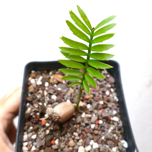 Encephalartos caffer seedling with bright green pinnate leaves growing from a seed in rocky soil