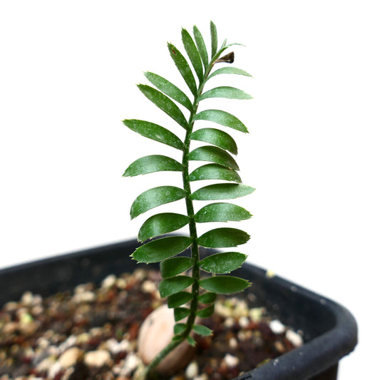 Encephalartos caffer seedling with glossy green pinnate leaves and thick stem in pot