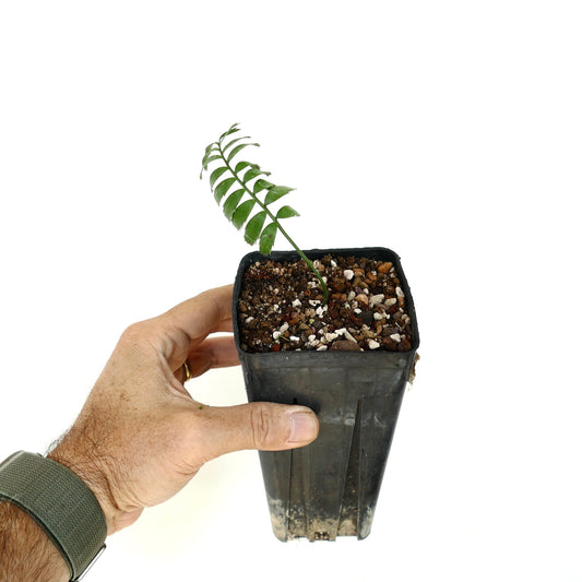 Encephalartos caffer small young seedling with green pinnate leaves in black pot