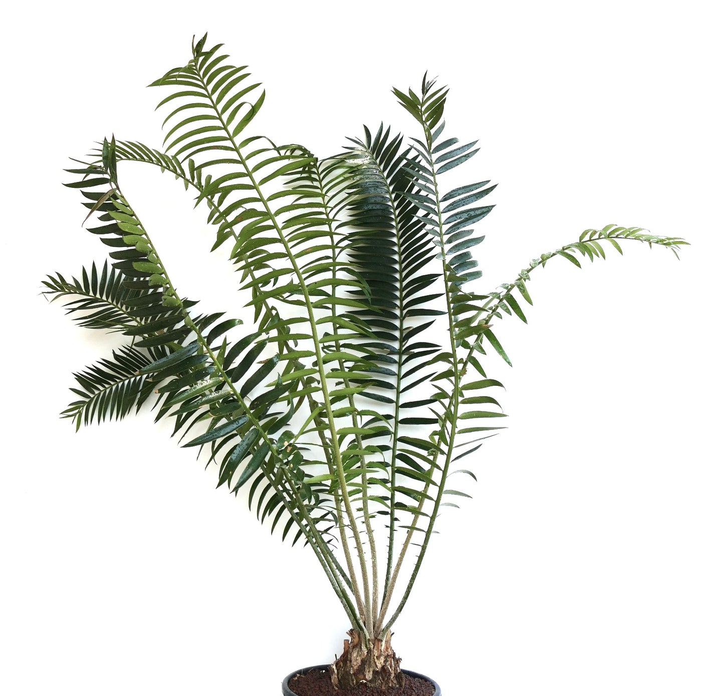 Encephalartos chimanimaniensis rare cycad with arching green fronds and caudex base