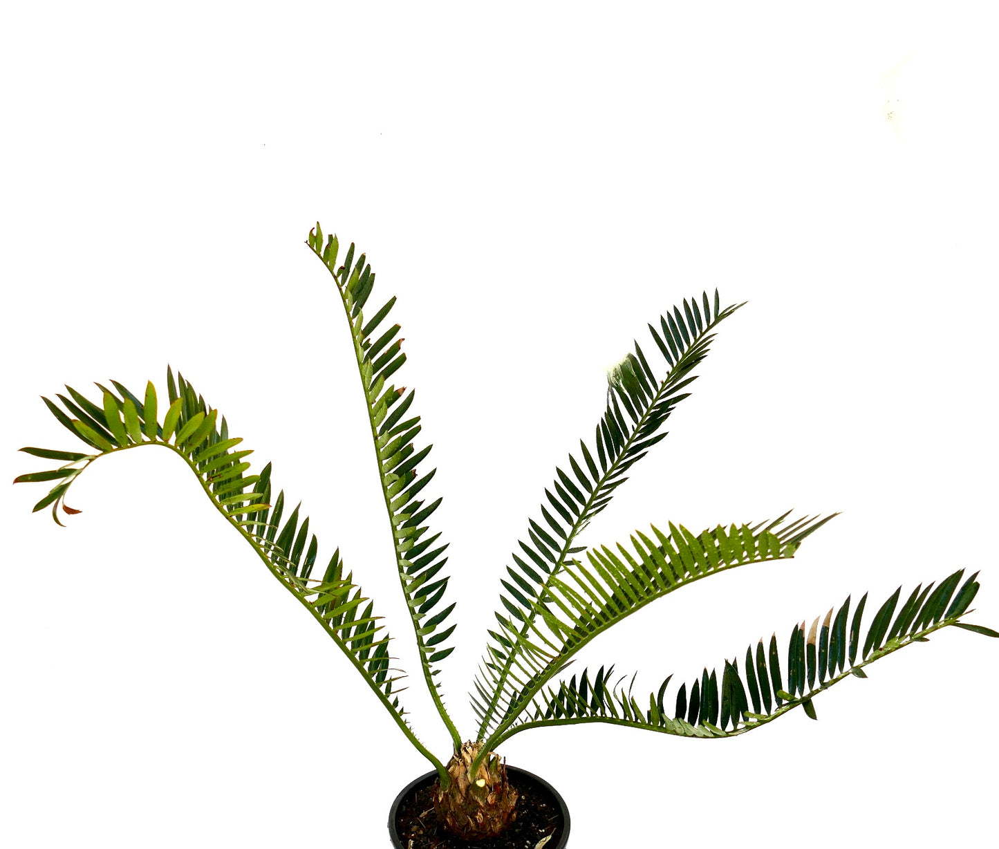 Encephalartos chimanimaniensis rare caudex cycad with long green leaflets in black pot