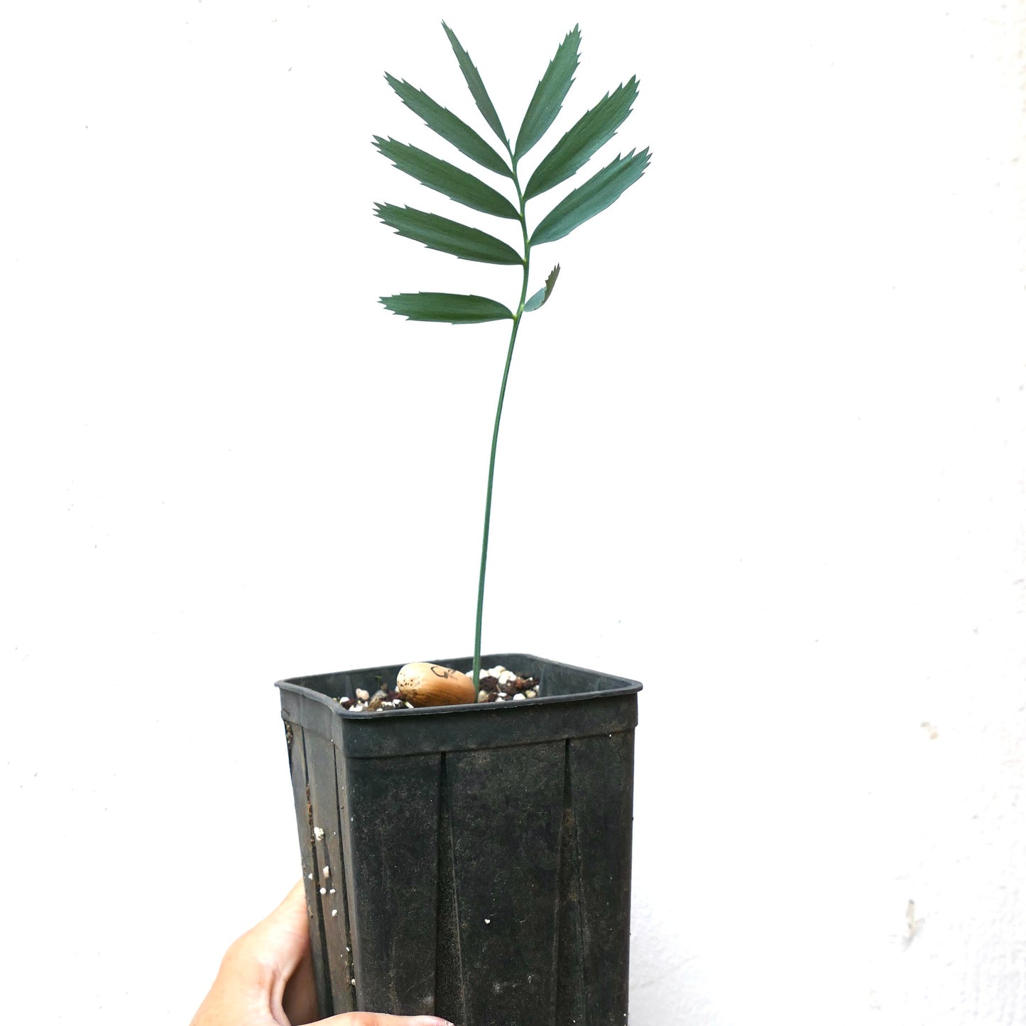 Encephalartos cupidus robusta seedling with slender green leaflets in black nursery pot