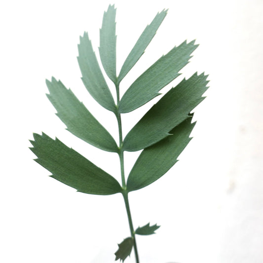 Encephalartos cupidus robusta seedling with segmented green leaves and serrated edges