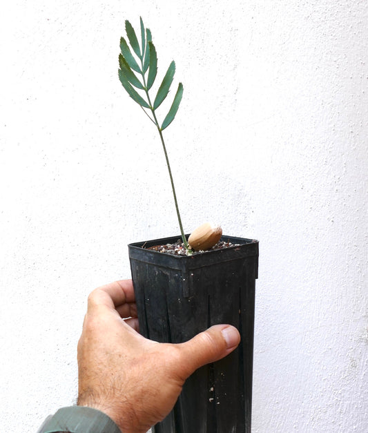 Jeune plante d'Encephalartos dyerianus élancée avec des feuilles pennées vertes dans un pot de pépinière noir