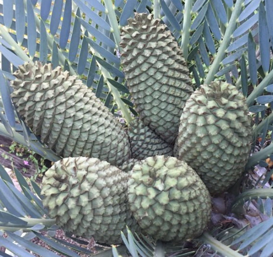 Encephalartos dyerianus rare cycads with large textured cones and blue-green pinnate leaves