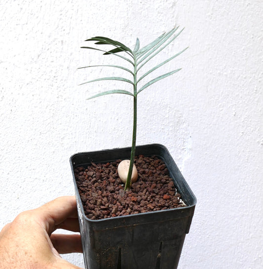 Encephalartos aemulans young rare cycad seedling with slender green leaves in black pot