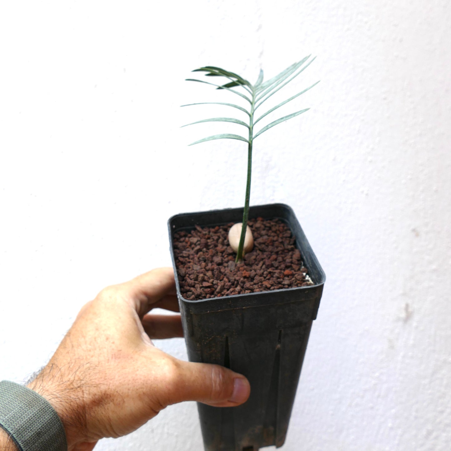 Encephalartos aemulans young rare cycad seedling with slender green leaves in black pot