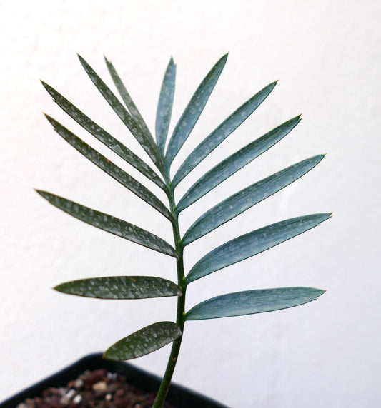 Encephalartos aemulans rare cycad with elongated blue-green leaflets and smooth texture