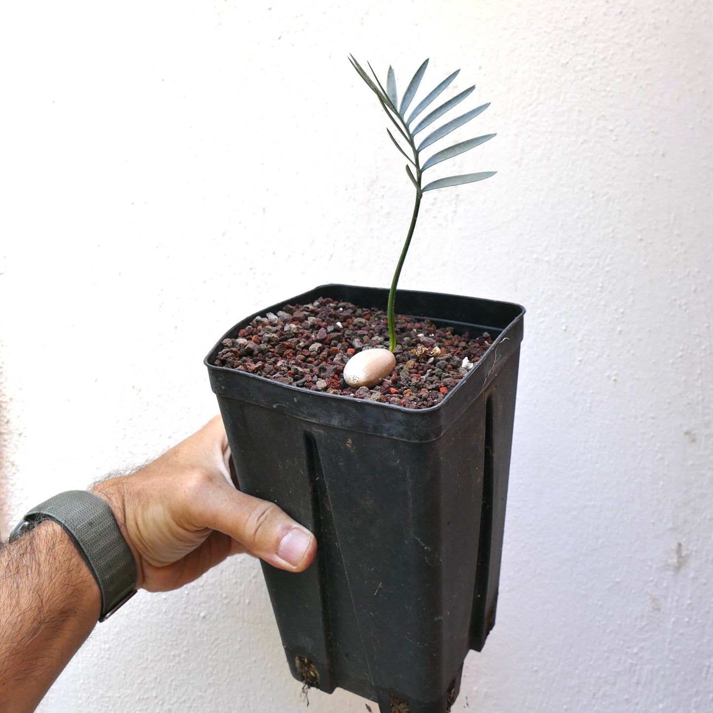 Encephalartos aemulans young seedling with slender green leaves in black nursery pot