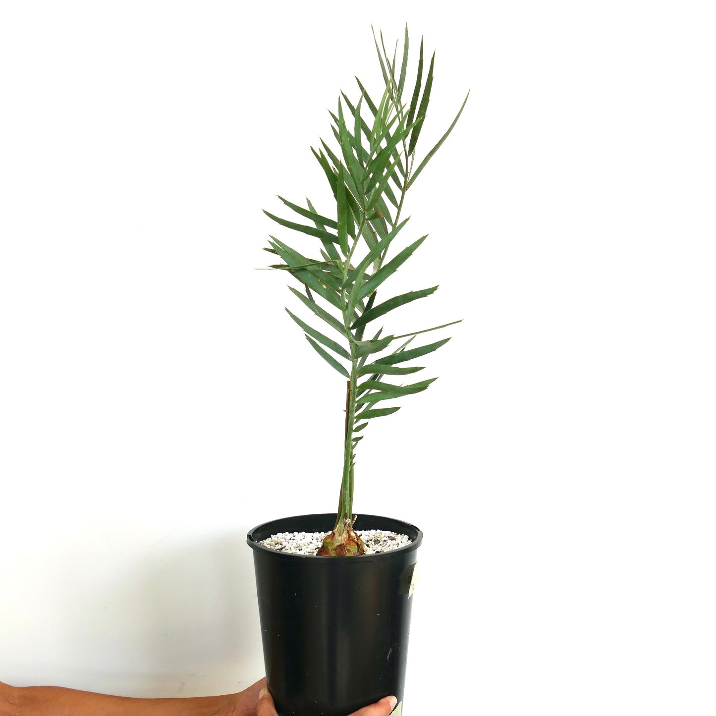 Encephalartos eugene-maraisii giovane cicade rara con foglie verdi sottili in vaso nero