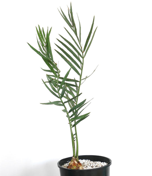 Encephalartos eugene-maraisii cycas rare avec folioles vertes élancées et base bulbeuse en pot