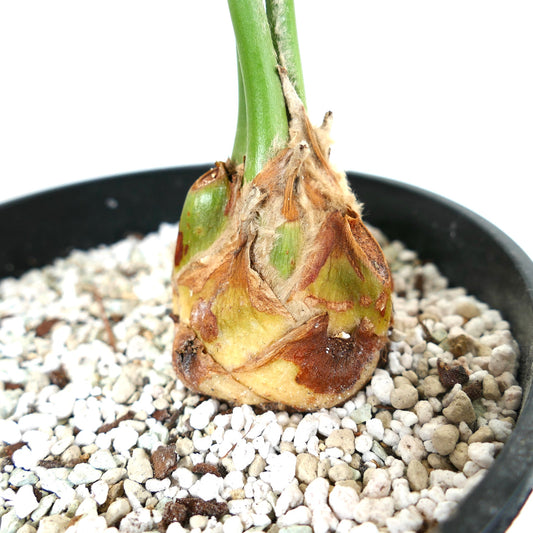 Plante rare Encephalartos eugene-maraisii à caudex avec tiges vertes et base brune texturée en pot