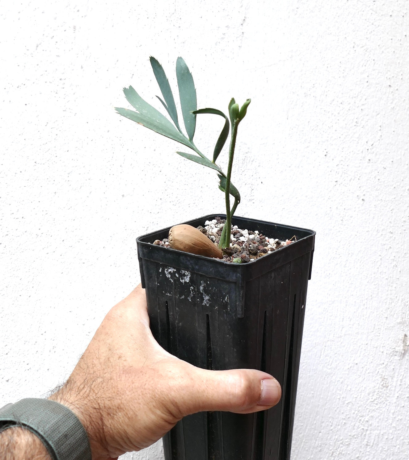 Encephalartos eugene-maraisii giovane e raro cicadale con sottili foglie verdi in vaso nero
