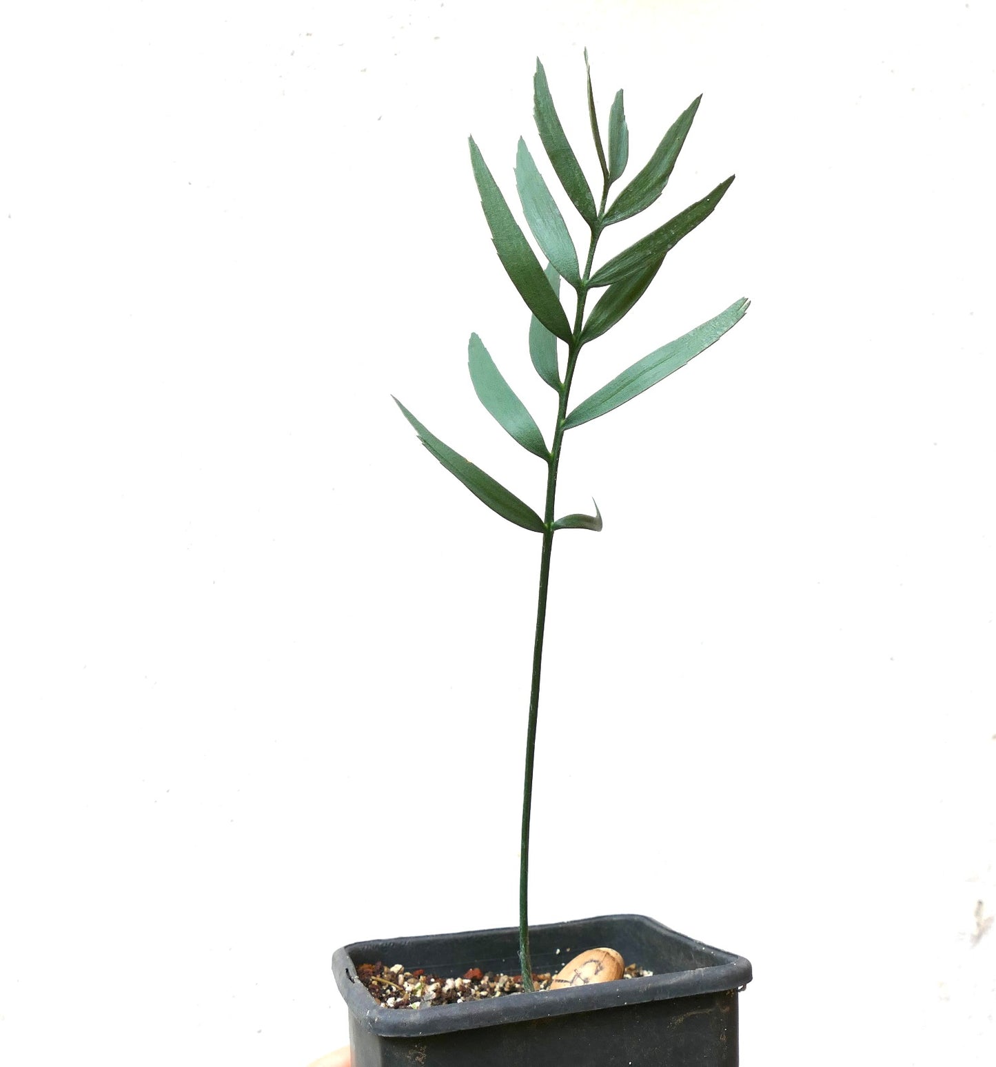Pianta giovane di Encephalartos eugene maraisii con foglie verdi sottili in piccolo vaso nero
