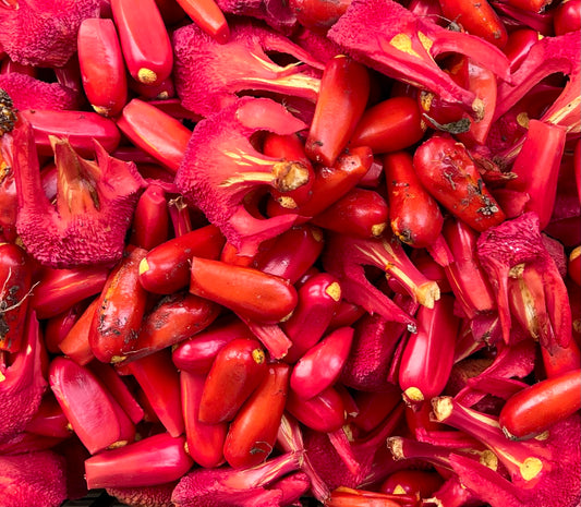 Close-up of Encephalartos ferox super red seeds