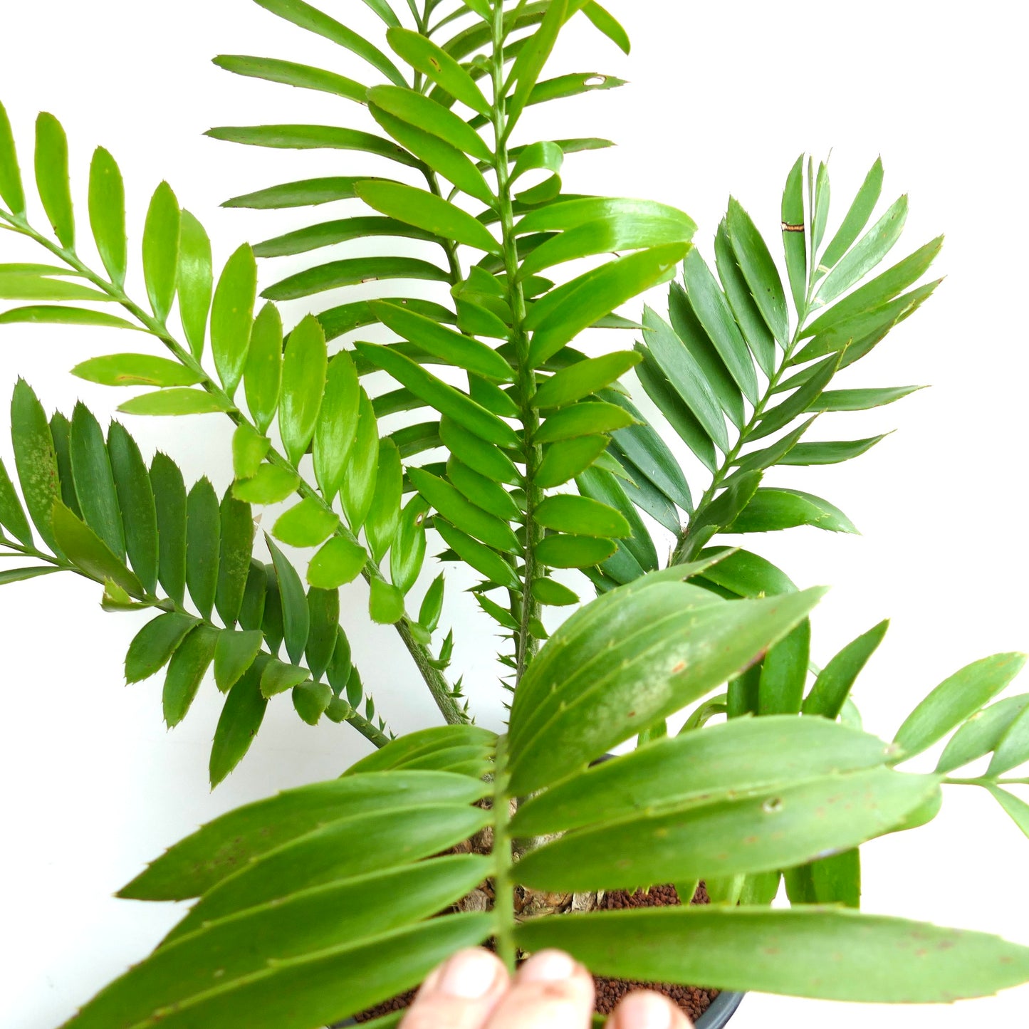 Encephalartos ferox X sclavoi 10x9,5cm CAUDEX