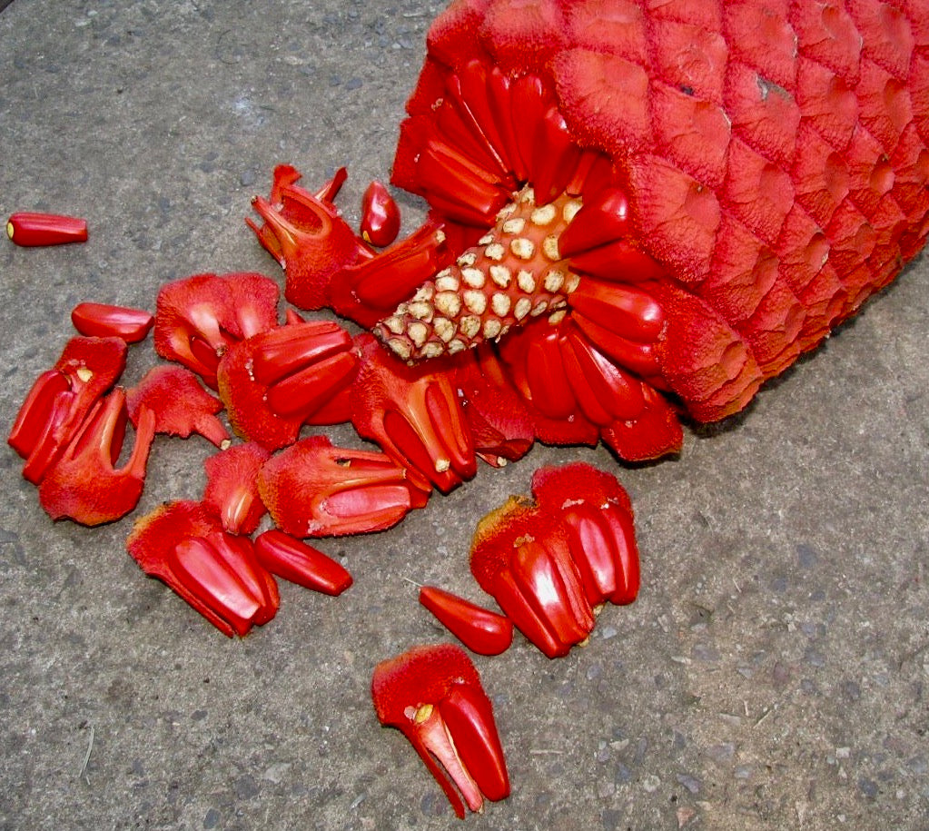 Encephalartos mit einem roten Zapfen und Erde, die auf einem Gehweg in der Baumschule verschüttet wird