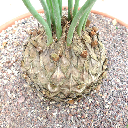 Encephalartos friderici-guilielmi, cycas rare avec un caudex à texture épaisse et des tiges vertes dressées