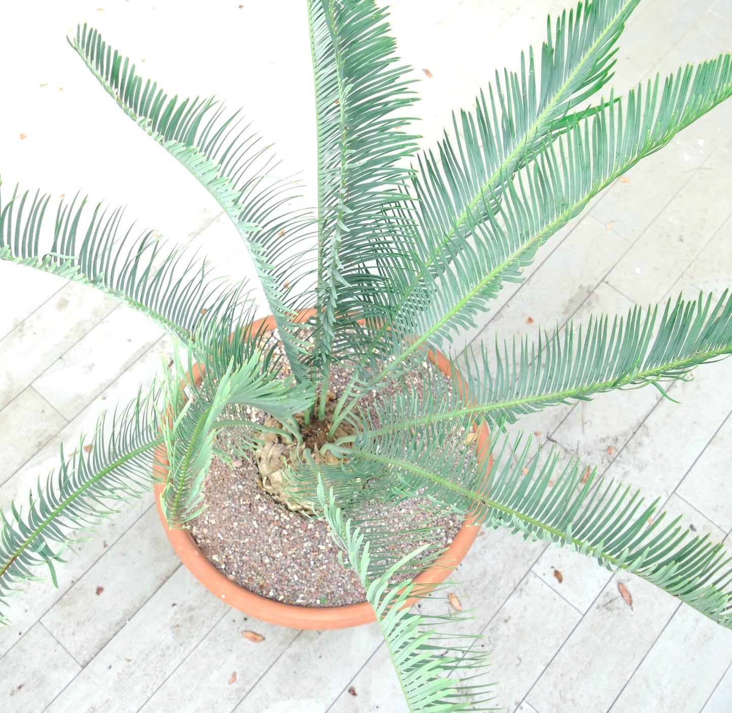 إنسيفالارتوس فريدريشي-جيولييلمي نبات سيكاد نادر بأوراق ريشية طويلة ونحيلة ذات لون أخضر مائل إلى الأزرق في وعاء