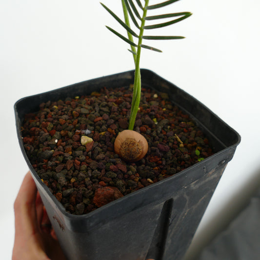Jeune plant d'Encephalartos ghellinckii avec des feuilles vertes fines dans un pot noir
