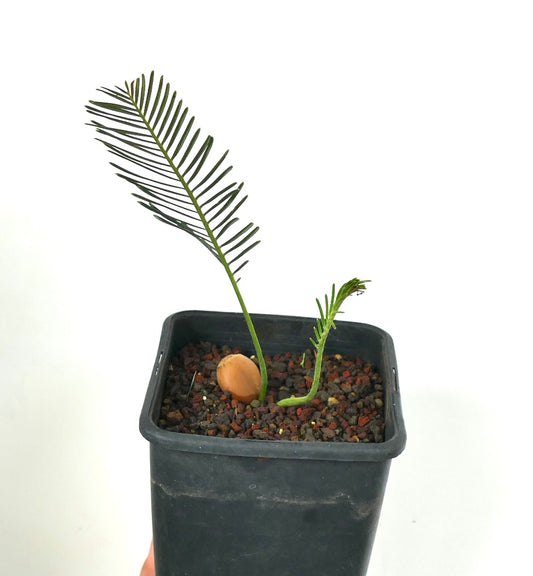 Jeune plant d'Encephalartos ghellinckii avec de fines folioles vertes dans un pot noir