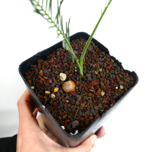 Jeune cycadée Encephalartos ghellinckii avec des feuilles vertes fines dans un pot de sol rocheux