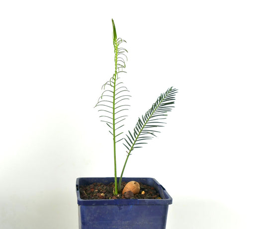 Jeune Encephalartos ghellinckii, un cycadée avec des frondes vertes élancées dans un pot bleu