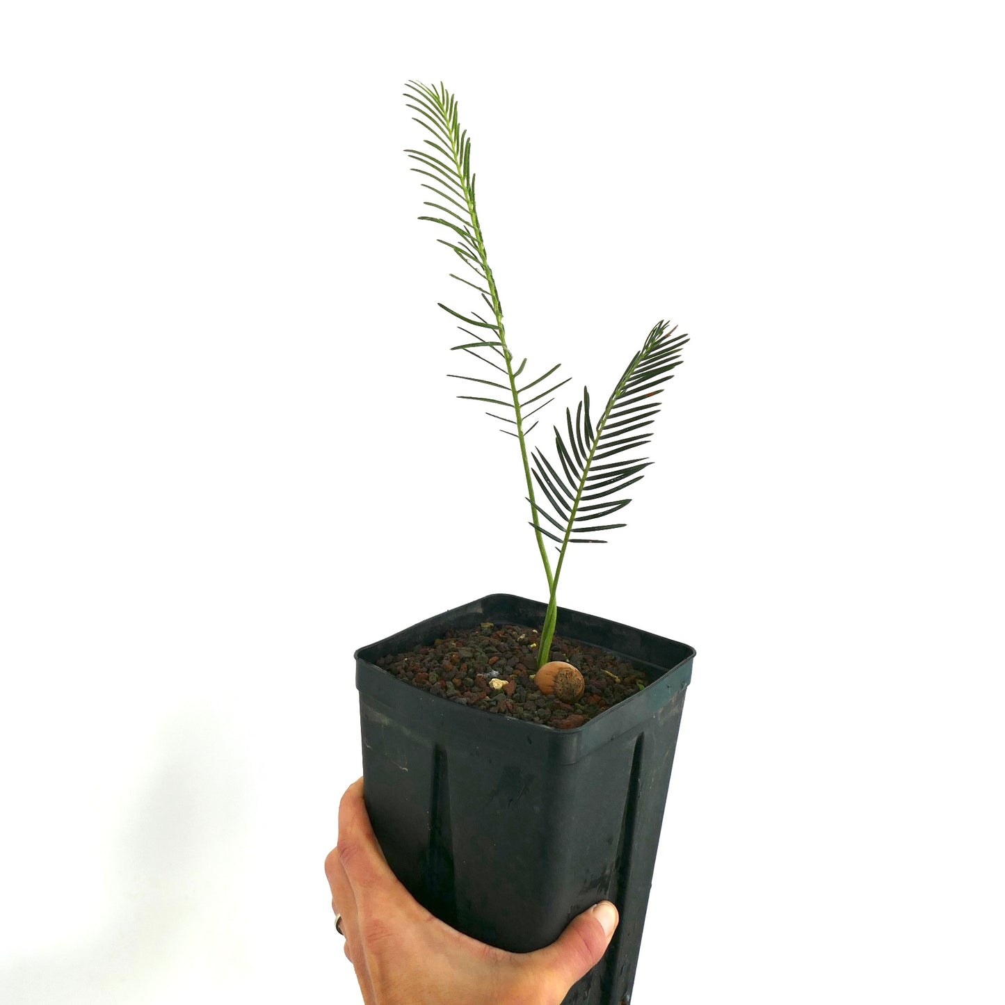 Encephalartos ghellinckii giovane cicade con sottili foglioline verdi in vaso nero da vivaio