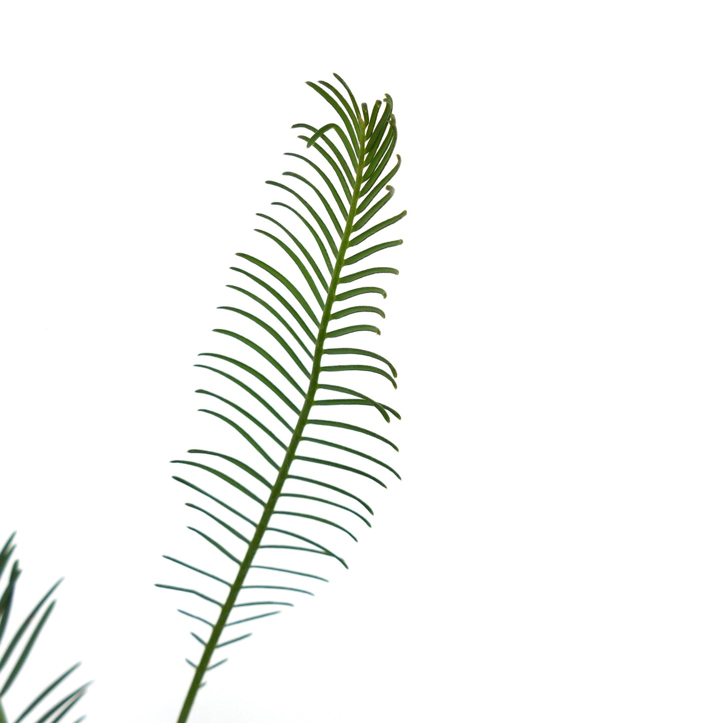 Foglia pennata sottile verde di Encephalartos ghellinckii con foglioline strette isolata su sfondo bianco