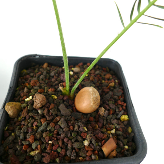 Jeune plant d'Encephalartos ghellinckii avec des tiges vertes fines dans un pot de terre rocheuse