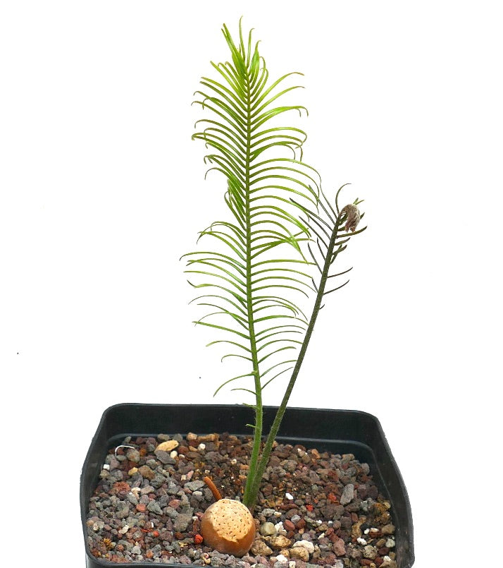 Encephalartos ghellinckii young cycad with slender green fronds and textured seed in pot