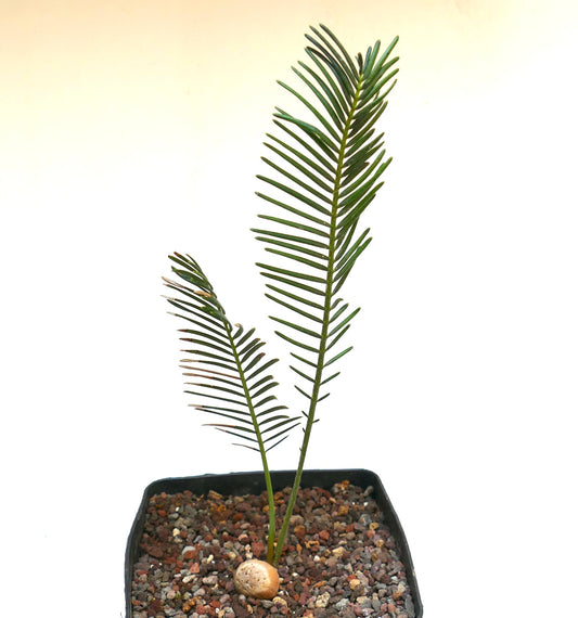 Encephalartos ghellinckii young rare cycad with slender green leaflets in gravel pot