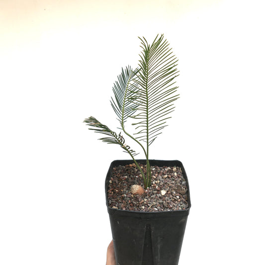 Encephalartos ghellinckii young cycad with slender green leaflets in black nursery pot